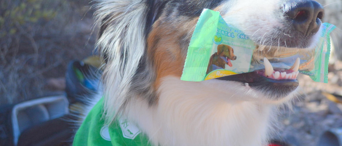 Goose loves that the Minty Fresh Z-Bones from Zuke's are wrapped individually so he can take them on the trail with him when we take our breaks.